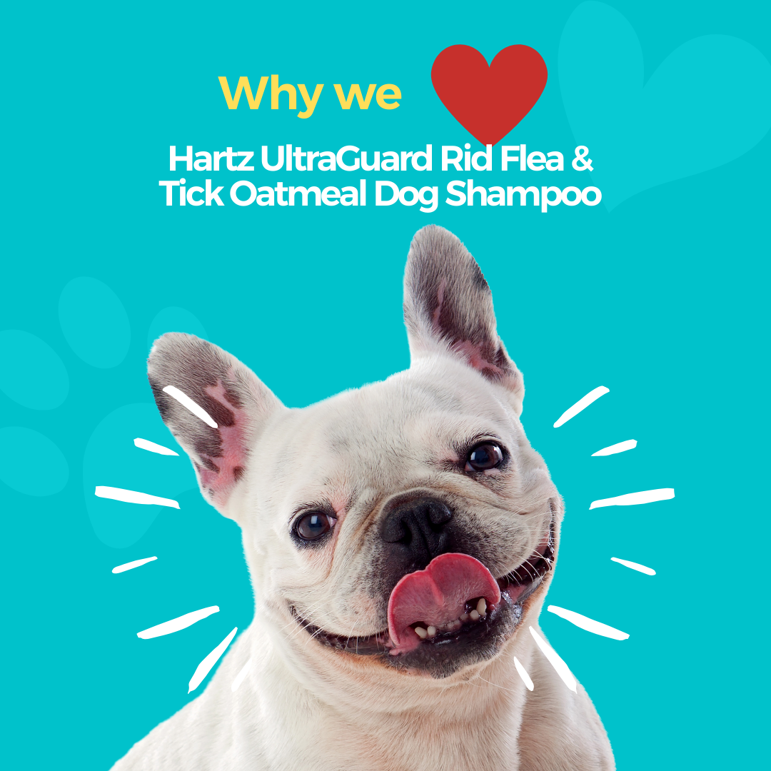 Featured image for blog post: Why We Love Hartz UltraGuard Rid Flea Tick Oatmeal Dog Shampoo: Comfort and Protection for Your Pet - white dog on teal blue background